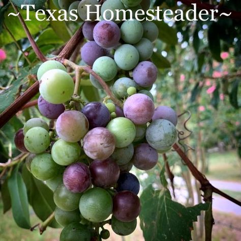 Want to see what a typical day on a Texas Homestead looks like? Today I'm sharing... Chickens, calves, garden, cooking and more. #TexasHomesteader Texas Homestead, Concord Grape Jelly, Canning Jar Storage, Homemade Grape Jelly, Grape Jam, Frozen Grapes, Laundry Soap Homemade, Creamy Salad Dressing, Chicken Feeder