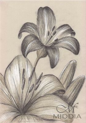 Lilies Drawing, Pencil Drawings Of Flowers, Tree Drawings Pencil, Pencil Sketch Drawing, Flower Drawings, Drawing Flowers, Flower Art Drawing, Architecture Tattoo, Art Drawings Sketches Pencil