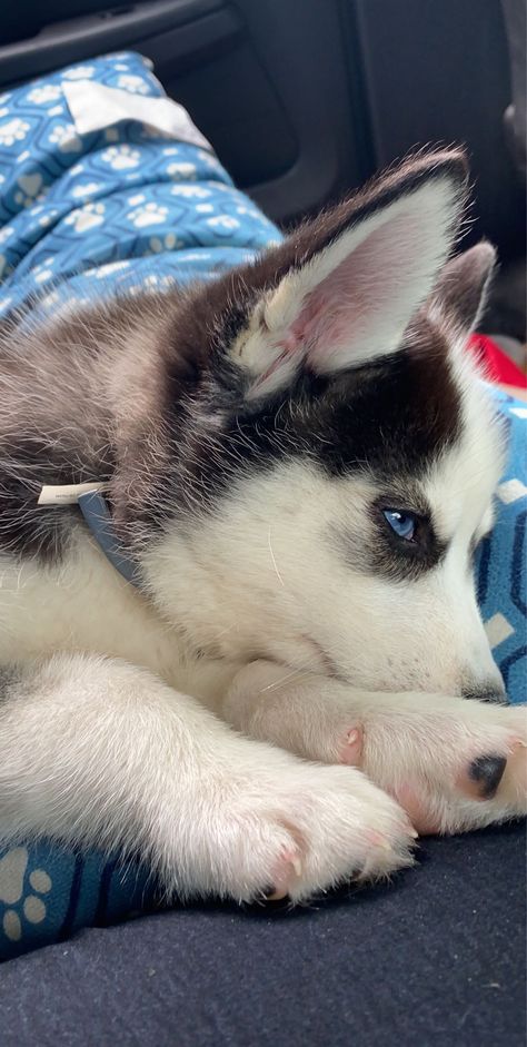 Add me on Snapchat! Username: krsmithbtr https://www.snapchat.com/add/krsmithbtr?share_id=MzZFQ0Q0&locale=en_US Husky Snapchat Story India, Husky Snapchat Story, Haski Dog, Husky Baby, Baby Husky, Husky Pet, Puppy Husky, Cute Husky Puppies, Baby Huskies