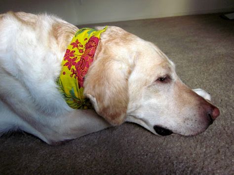 DIY cooling collars....a must for summer. Dog Cooling Bandana, Cooling Neck Wrap, Bandanas Diy, Neck Coolers, Dog Wrap, Dog Died, Cozy Dog, Pacific Nw, Making Stuff