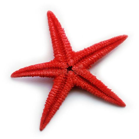 Starfish. Closeup of red starfish isolated , #affiliate, #Closeup, #Starfish, #red, #isolated, #starfish #ad House With Shingles, Animal Biology, Industrial Storage Racks, Sea Stories, Oval Window, Gold Table Lamp, Shell Beach, Animals Images, Scuba Diving