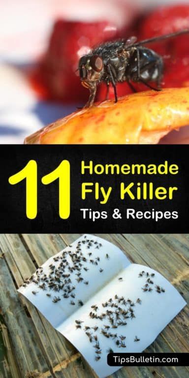 Homemade Fly Killer Recipes: 11 Natural Tips For Killing Flies Knats Killer Diy Inside, Fly Repellant Diy, Flies Trap Diy, Homemade Fly Traps, Killing Flies, Fruit Fly Trap Diy, Diy Fly Trap, Fly Infestation, Fly Bait