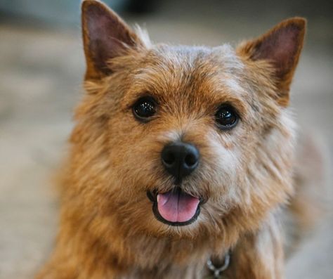 Norwich Terrier Puppy, Carin Terriers, Norfolk Terrier Puppies, Manchester Terrier, Norfolk Terrier, Norwich Terrier, Terrier Breeds, Best Puppies, Most Popular Dog Breeds