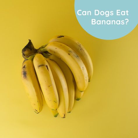 They provide energy or healthy protein to humans. So what about dogs? Here: https://wearypanda.com/can-dogs-eat-bananas/ What Can Dogs Eat, Can Dogs Eat Bananas, Dog Upset Stomach, Eating Bananas, Good Source Of Fiber, What Dogs, About Dogs, Good Sources Of Protein, Upset Stomach