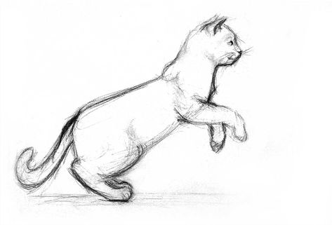 Cat Jumping Drawing, Jumping Drawing, Running Drawing, Cat Jumping, Black Cat Drawing, Jumping Cat, Camera Drawing, Cat Anatomy, Cat Sketch