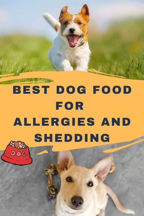 Homemade Dog Food Recipes For Dogs With Allergies, Best Food For Dogs With Skin Allergies, Homemade Dog Food For Skin Allergies, Best Dog Food For Allergies, Dog Food Recipes For Allergies, Homemade Dog Food For Allergies, Dog Food For Skin Allergies, Food For Dogs With Allergies, Best Food For Dogs