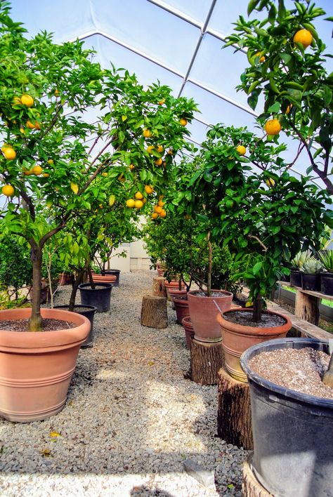 Bay Laurel Tree, Tropical Greenhouses, Citrus Plant, Conservation Of Natural Resources, Garden Plans, Garden Greenhouse, Citrus Trees, Tall Plants, Temperature And Humidity