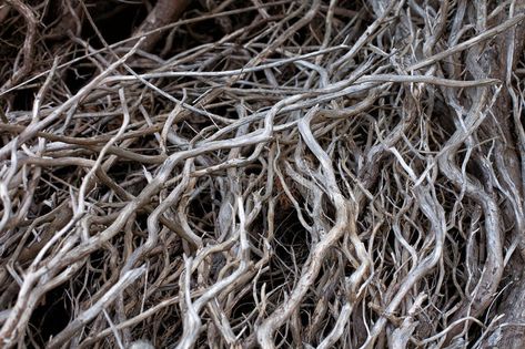 Twisted Tree, Dead Tree, Botanical Drawings, Royalty Free Photos, New Pictures, Tree Branches, Game Art, Stock Images Free, Close Up