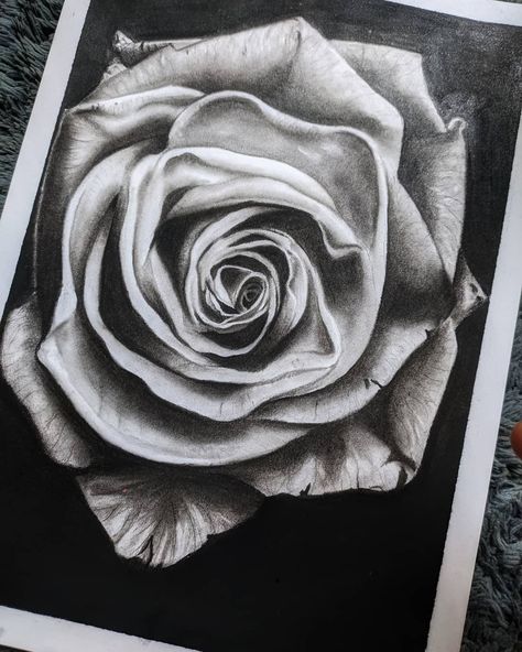 Charcoal rose Sketch Rose Charcoal Drawing, Rose Sketch Realistic, Nature Sketches Pencil, Nature Sketches, Rose Sketch, Dhoni Wallpapers, Sketches Pencil, Nature Sketch, Charcoal Sketch