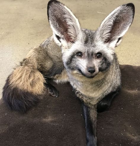 Fox Habitat, Bat Eared Fox Animals, Swift Fox, Pet Fox Domestic, Planet Zoo Fennec Fox Habitat, Bat Eyes, Bat Eared Fox, Ethiopian Wolf, Fox Bat