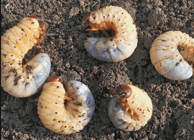 Grub Worms, Spring Lawn Care, Squash Plant, Cabbage Worms, Cucumber Beetles, Organic Pest Control, Stink Bugs, Garden Insects, Healthy Lawn