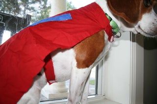 Underdog Cape for Your Dog!!: 6 Steps Dog Cape Pattern, Dog Jacket Patterns, Diy Cape, Cape Pattern Sewing, French Bulldog Clothes, Cape Pattern, Dog Clothes Diy, Silhouette Cameo Machine, Easy Costumes