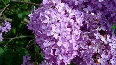 Plants to surprise mom with this Mother's Day Lilac Bushes, Lilac Tree, Most Popular Flowers, French Flowers, Fast Growing Plants, Plant Cuttings, Flowering Shrubs, Lilac Flowers, Purple Lilac