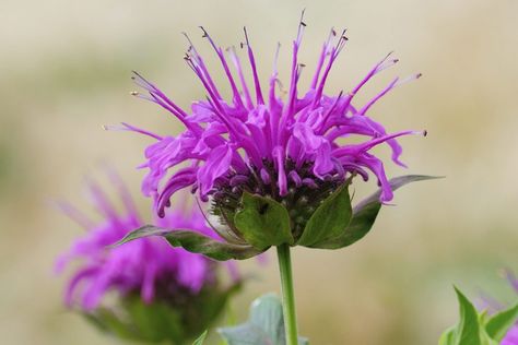 Bergamot Plant, Bergamot Flower, Bee Balm Plant, Wild Bergamot, Low Water Plants, Lotus Garden, Bee Balm, Parts Of A Plant, Tea Garden