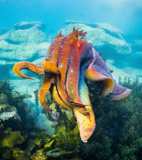 "The King" - the king of the bay struts his stuff in a rainbow display that would be sure to attract female cuttlefish from far and wide.… Cuttlefish Tattoo, Giant Cuttlefish, Rainbow Display, Underwater Creatures, Amazing Animals, Cool Pets, Tattoo Inspo, Art References, A Rainbow