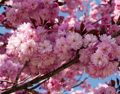 Kwanzan Cherry Tree, Pink Victorian House, Growing Garden, Plant Structure, Tree Lined Driveway, Flowering Cherry Tree, Tattoos Inspiration, Cherry Trees, Cottage Garden Plants