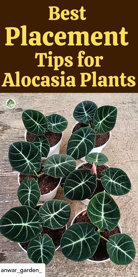 Discover the best tips for Alocasia plant placement with our guide on ideal  placement factors for your indoor garden. Learn where to position your Alocasia plant for optimal growth, including the best spot for Alocasia  varieties like Alocasia Polly, Alocasia Frydek, and the stunning Black Velvet plant. Whether you  have an Elephant Ear plant or various Alocasia plant varieties, find the perfect placement to elevate your indoor space. Explore now for expert  advice on Alocasia plant care indoor Black Elephant Ear Plant, Alocasia Plant Varieties, Elephant Ears Plants Indoor, Black Velvet Plant, Alocasia Plant Care, Elephant Ears Plants, Alocasia Varieties, Black Elephant Ears, Plant Placement