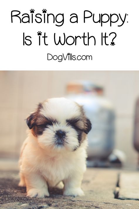 Raising a puppy can be very rewarding, but it is also a lot of work. Is it worth it in the end? Read on to find out what to expect! Puppy Shot Schedule, Shih Tzu Birthday, Puppy Shots, Puppy Needs, Puppy Training Schedule, Dog Shots, Puppies Tips, Is It Worth It, Yorkie Puppy