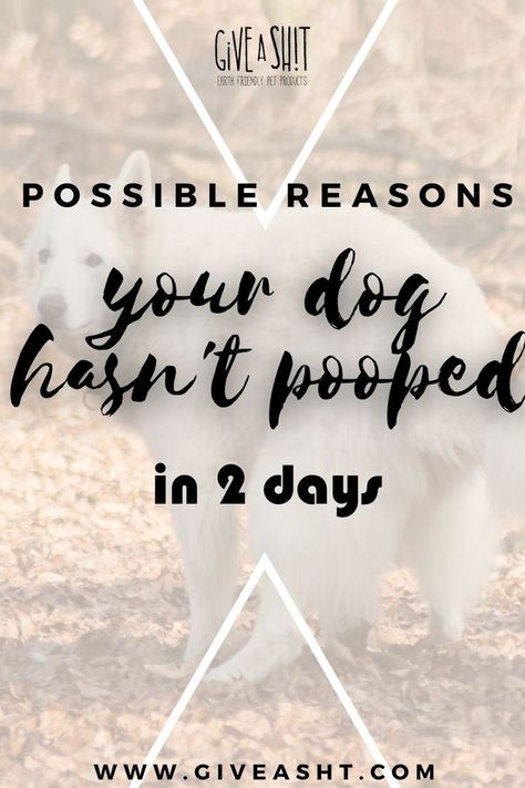 It's easy to worry when your dog hasn't pooped in two days. Breathe! We share with you the reasons why your dog hasn't pooped in 2 days and give you the best tips to help end constipation. How To Help My Dog Stop Itching, Dog Constipation Remedies, How To Keep Dogs From Pooping In My Yard, How To Stop Diaherra In Dogs, Constipated Dog, Why Do Dogs Eat Their Poop, Constipation Remedies, Funny Memes. Hilarious Dogs With No Bad Words, Dogs Pooping