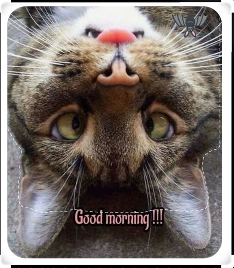 Good Morning Cats Funny, Good Morning Animals, Good Morning Cat, Good Morning Greeting Cards, Morning Cat, Good Morning Funny Pictures, Cute Good Morning Images, Funny Good Morning Quotes, Happy Good Morning Quotes