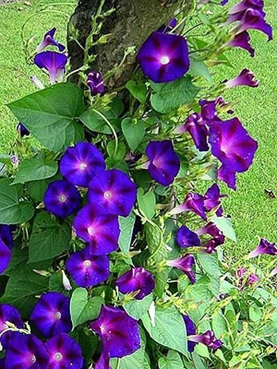 Flowers Morning, Lupine Flowers, Morning Glory Flowers, Sun Garden, Morning Glories, Purple Garden, Outdoor Flowers, Sustainable Garden, 수채화 그림