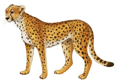 Cartoon Scene With Young Cheetah Resting On White Background Stock Illustration - Illustration of animal, park: 155549420 Cheetah Cartoon, Cheetah Photos, Dog Stock Photo, Cartoon Dog, Free Illustrations, Children Illustration, Animal Illustration, Royalty Free Photos, Cartoon Animals