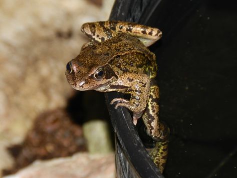 European Common Frog (Rana temporaria) from 30 Elmbridge Rd, Ilford IG6 3SN, UK on May 11, 2018 by Jack Ladlow · iNaturalist Common Frog Uk, Common Frog, Inktober 2023, May 11, Reptiles, Witch, Animals