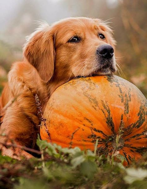 Fall Dog Photos, Pet Poses, Season Pictures, Photo Halloween, Autumn Animals, Dog Photoshoot, A Golden Retriever, Fall Dog, Fall Pictures