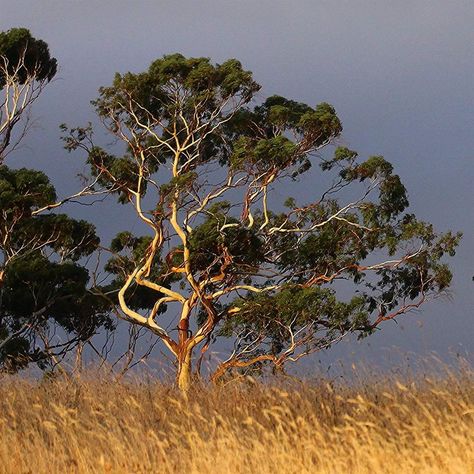 Outback Australia Aesthetic, Australiana Aesthetic, Australian Forest, Australian Gothic, Australian Scenery, Australian Landscapes, Australia Landscape, Picnic At Hanging Rock, Australian Photography