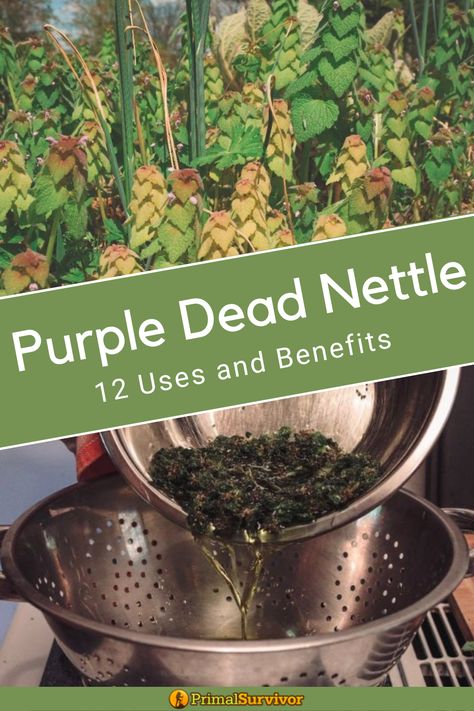 Purple dead nettle growing in the wild and purple dead nettle being strained through a colander. Homemade Herbal Medicine, Purple Dead Nettle Infused Oil, Purple Nettle Uses, Dead Nettle Recipes, Purple Dead Nettle Recipes, Purple Dead Nettle Uses, Purple Nettle, Purple Dead Nettle, Forest Foraging