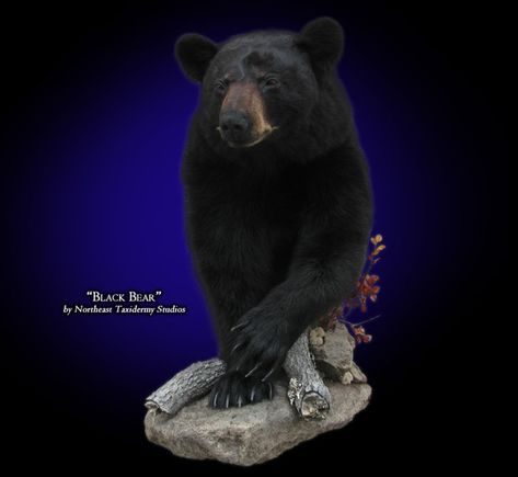 Black Bear Taxidermy | Half Body Black Bear Mount, Mounted Half Body Black Bear Taxidermy Bear Mounts Ideas, Half Body Black Bear Mount, Black Bear Mounts, Black Bear Taxidermy, Bear Taxidermy, Turkey Mounts, Animal Mounts, Bear Mounts, Bear Ideas