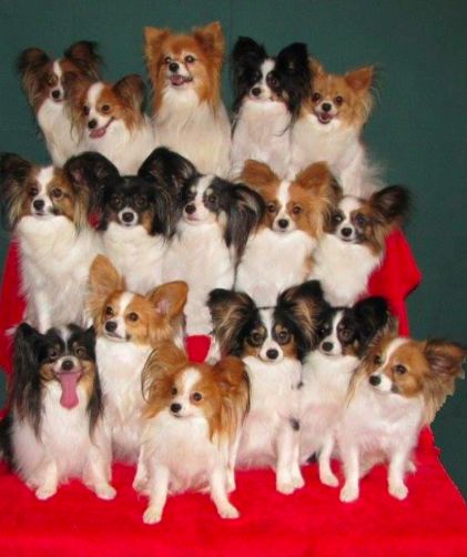 Papillion Puppies, Papillon Dog Puppy, Papillon Puppies, Papillon Puppy, Chow Chow Dogs, Papillon Dog, Getting A Puppy, Puppy Play, Puppy Photos