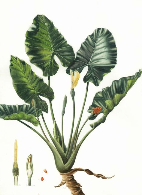 Elephant Ear Plant, Elephant Illustration, Orange Wall Art, Illustration Botanique, Botanical Illustration Vintage, Elephant Ears, Plant Painting, Flower Art Images, Plant Drawing