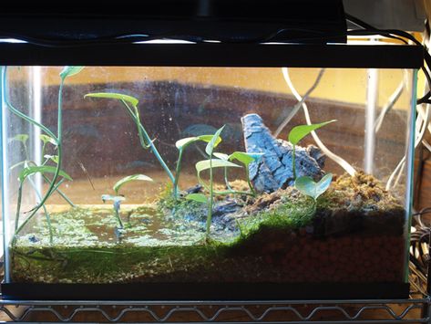 FBT habitat Fire Belly Toad, Crocodile Skink, Turtle Terrarium, Frog Habitat, Frog Terrarium, Frog Tank, Gecko Terrarium, Fish Tank Design, Indoor Water Garden