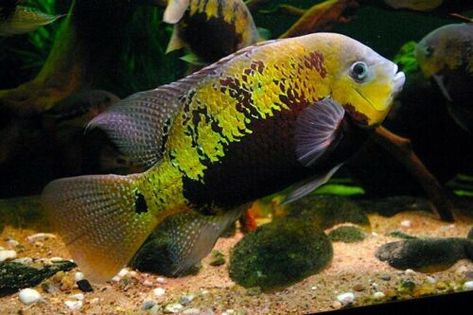 American Cichlid, South American Cichlids, Cichlid Aquarium, Rare Fish, Aquatic Garden, Tropical Aquarium, Freshwater Aquarium Fish, Live Aquarium, Fish Stock