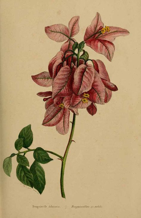 Bougainvillea spectabilis - circa 1850 Bougainvillea Botanical Illustration, Spring Collage, Journal Flowers, Folk Illustration, Vintage Png, Vintage Flower Prints, Fruit Illustration, Botanical Illustrations, Natural History Museum