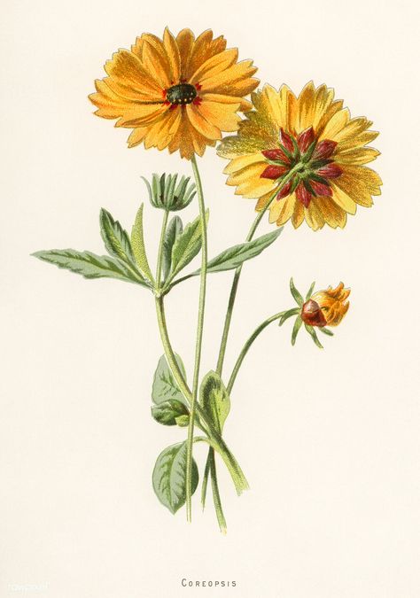 Coreopsis by Frederick Edward Hulme (1841-1909), a vintage chromolithograph of tickseed. Digitally enhanced from our own original plate. | free image by rawpixel.com Coreopsis Flower, Insect Print, Free Illustration Images, Illustration Botanique, Zodiac Tattoo, Leaf Flower, Sunflower Art, Botanical Poster, Flower Vintage