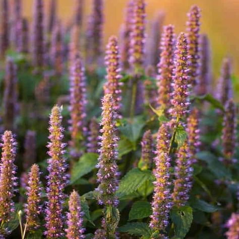 5 Uses for Anise Hyssop | Homespun Seasonal Living Anise Hyssop Tea, Anise Hyssop Uses, Anise Hyssop Recipe, Hyssop Recipes, Anis Hyssop, Hyssop Benefits, Hyssop Flower, Bible Plants, Garden Preservation