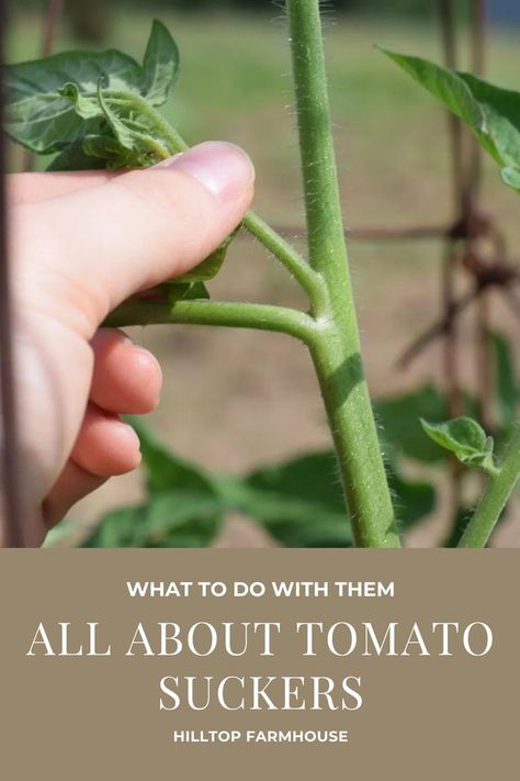 How To Trim Tomato Plants, How To Prune Tomato Plants, Trimming Tomato Plants, How To Prune Tomatoes, Prune Tomato Plants, Pruning Tomatoes, Tomato Suckers, Urban Permaculture, Pruning Tomato Plants