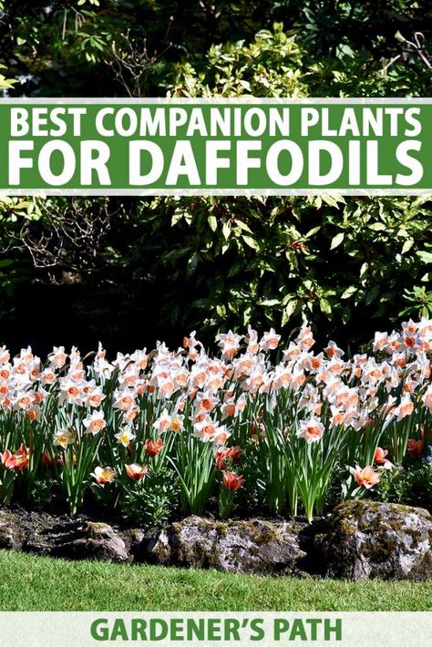 Best Companion Plants for Daffodils | Gardener’s Path Landscaping With Daffodils, Daffodils In Garden, Daffodils In Landscape, Daffodil Garden Design, Daffodil Companion Plants, Daffodil Landscaping Ideas, Daffodil Flower Bed, Daffodil Planting, Daffodil Garden