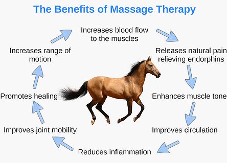 Benefits of massage therapy for horses Equine Bodywork, Benefits Of Massage Therapy, Equine Massage Therapy, Horse Massage, Horse Healing, Benefits Of Massage, Equine Massage, Sports Massage Therapy, Therapy Business