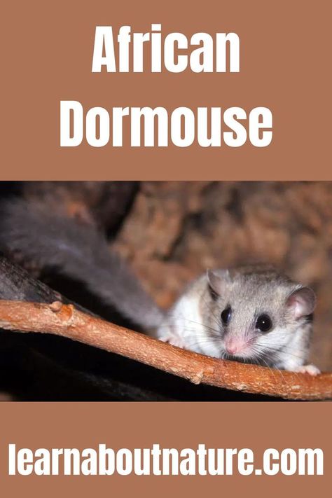 African Dormouse Micro Squirrel, About Nature, Rodents, Squirrels, Small Pets, Mammals, Reading, Animals, Nature