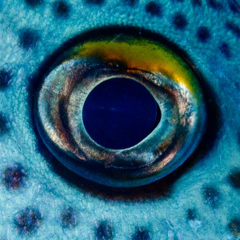 Fish Eye Close Up, Ocean Life Photography, Animals Eyes, Insect Eyes, Regard Animal, Fish Eyes, Frog Eye, Animal Eyes, Eyeball Art