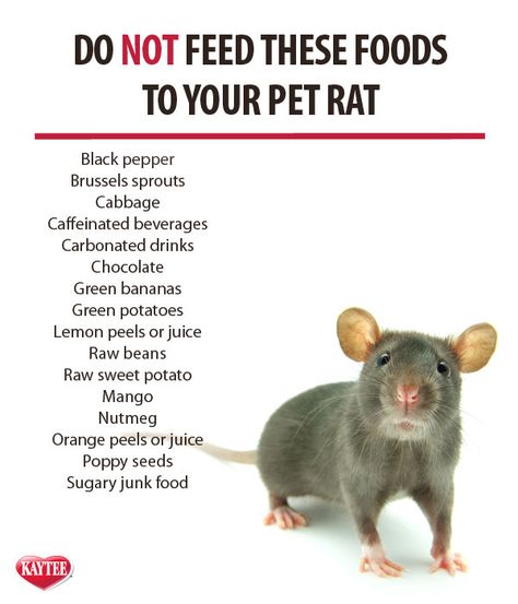 Keep this list handy if you have a pet rat. #SmallAnimals #PetRat Always remember: check with your vet before feeding any new foods to your pet. Portions must remain small as these are small animals with tiny stomachs. Rat Facts, Diy Rat Toys, Pet Rat Cages, Rat Care, Dumbo Rat, Pet Rodents, Baby Rats, Rat Toys, Funny Rats