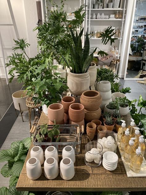 Pop Up Plant Shop, Ivy Trellis, Plant Shops, Market Day Ideas, Pot Display, Garden Center Displays, Guava Tree, Vintage Flower Pots, Plant Shop