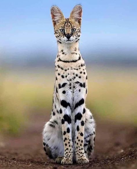 Serval Cat, Serval Cats, Exotic Cats, Savannah Cat, Masai Mara, Cheetahs, Small Cat, Beautiful Cat, All About Cats