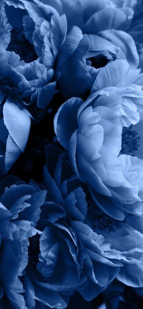 Carpet Ideas 2023, Dark Blue Flowers, Blue Flower Wallpaper, Carpet Ideas, Peony Wallpaper, Blue Peonies, Light Blue Aesthetic, Phone Wallpaper Patterns, Flowers Wallpaper