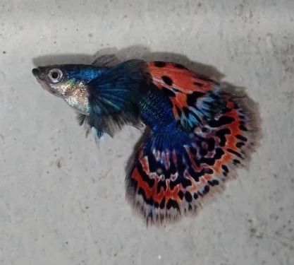 Exploring the Fascinating World of Dumbo Ear Mosaic Guppies 3 Koi Fish For Sale, Koi Pond Design, Butterfly Koi, Dumbo Ears, Community Tanks, Fish Varieties, Pond Maintenance, Guppy Fish, Floating Plants