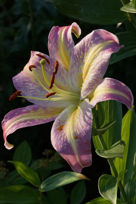 Lillies Flowers, Beautiful Lilies, Purple Lilies, Day Lilly, Flowers Lily, Lilies Flowers, Day Lily, Purple Lily, Lilly Flower