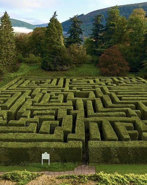 maze style hedges Maze Garden Design, Garden Labyrinth, Maze Drawing, Garden Maze, Roman Garden, Labyrinth Maze, Sustainable Flowers, Eco Friendly Beauty, Eco Friendly Garden